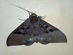 Ischyja manlia