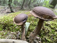 Tylopilus alboater