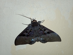 Ischyja manlia