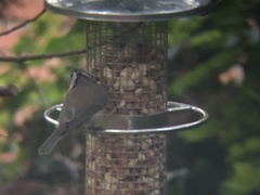 Lophophanes cristatus