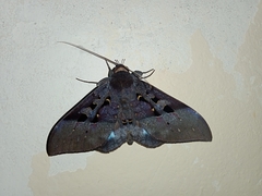 Ischyja manlia