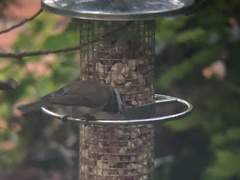 Lophophanes cristatus