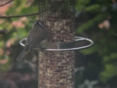 Lophophanes cristatus