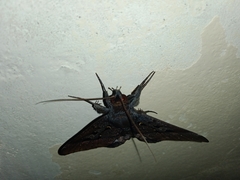 Ischyja manlia