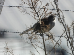 Mimus saturninus