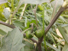 Solanum nigrum