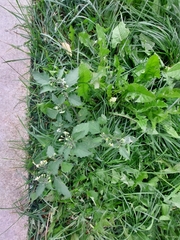 Solanum nigrum
