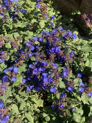 Ceratostigma plumbaginoides