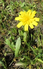 Leontodon saxatilis saxatilis