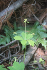 Sanicula rubriflora