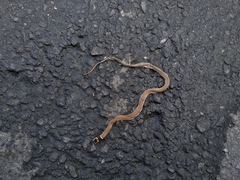 Sibynophis subpunctatus