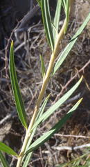 Gomphocarpus fruticosus fruticosus