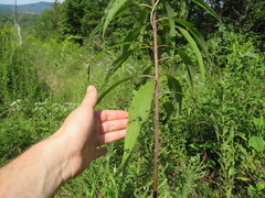 Vernonia flaccidifolia