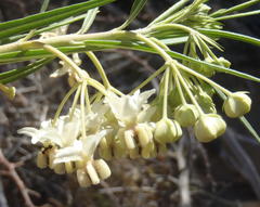 Gomphocarpus fruticosus fruticosus