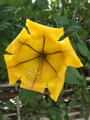 Solandra maxima