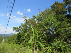 Vernonia flaccidifolia