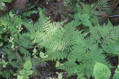 Athyrium spinulosum