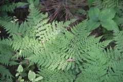 Athyrium spinulosum