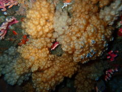 Eunephthya thyrsoidea