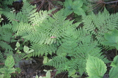 Athyrium spinulosum