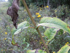 Silphium brachiatum