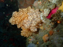 Eunephthya thyrsoidea
