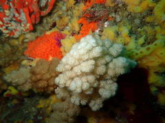 Eunephthya thyrsoidea