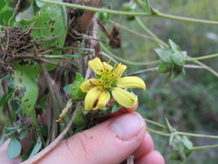 Silphium brachiatum