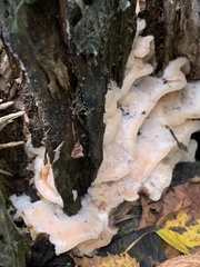 Merulius tremellosus