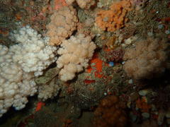 Eunephthya thyrsoidea