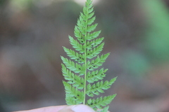 Athyrium spinulosum