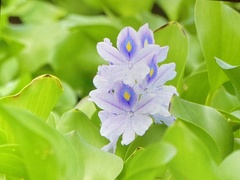 Pontederia crassipes