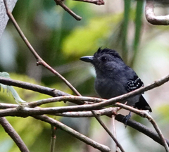 Thamnophilus punctatus