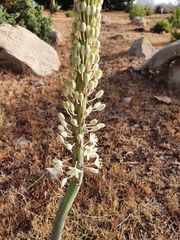 Drimia numidica