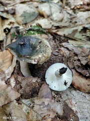 Russula redolens
