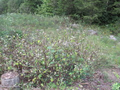 Polymnia canadensis radiata