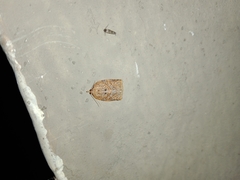 Adoxophyes privatana