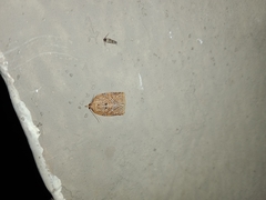 Adoxophyes privatana