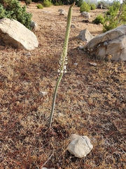 Drimia numidica