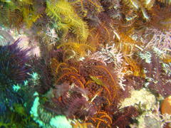 Hippolyte catagrapha