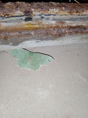 Episothalma robustaria