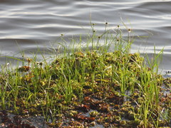 Cyperus blepharoleptos