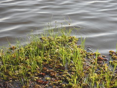 Cyperus blepharoleptos