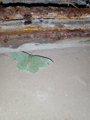 Episothalma robustaria