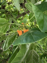 Cordia subcordata