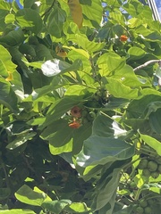 Cordia subcordata