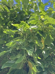 Cordia subcordata