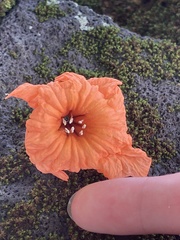 Cordia subcordata