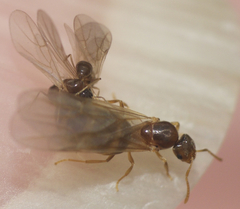Brachymyrmex depilis