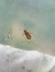 Rhopalus parumpunctatus